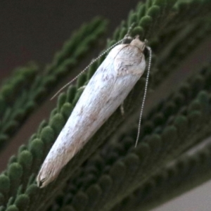 Philobota chionoptera at Ainslie, ACT - 25 Jan 2019 05:17 PM