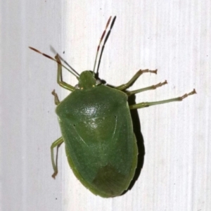 Nezara viridula at Ainslie, ACT - 24 Jan 2019 09:13 PM