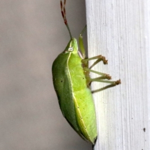 Nezara viridula at Ainslie, ACT - 24 Jan 2019 09:13 PM