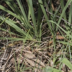 Paspalum dilatatum (Paspalum) at Hawker, ACT - 23 Jan 2019 by AlisonMilton