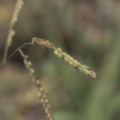 Paspalum dilatatum at Hawker, ACT - 23 Jan 2019