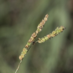 Paspalum dilatatum at Hawker, ACT - 23 Jan 2019