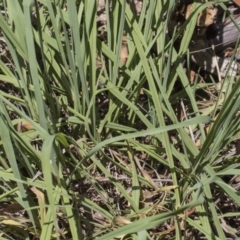 Paspalum dilatatum at Hawker, ACT - 23 Jan 2019