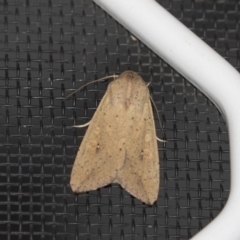 Mythimna (Pseudaletia) convecta (Common Armyworm) at Higgins, ACT - 25 Jan 2019 by Alison Milton