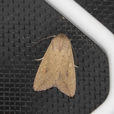 Mythimna (Pseudaletia) convecta (Common Armyworm) at Higgins, ACT - 25 Jan 2019 by Alison Milton