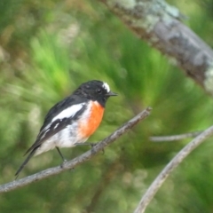 Petroica boodang (Scarlet Robin) at Majura, ACT - 25 Jan 2019 by roymcd