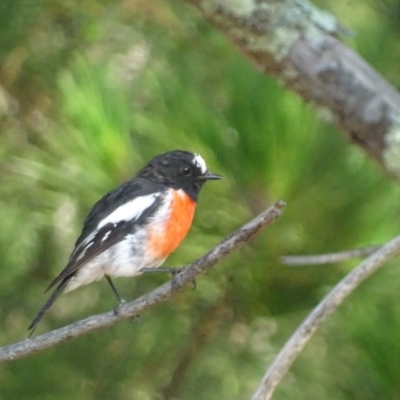Petroica boodang (Scarlet Robin) at Majura, ACT - 25 Jan 2019 by roymcd