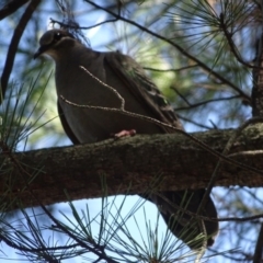 Phaps chalcoptera (Common Bronzewing) at Isaacs Ridge and Nearby - 24 Jan 2019 by Mike