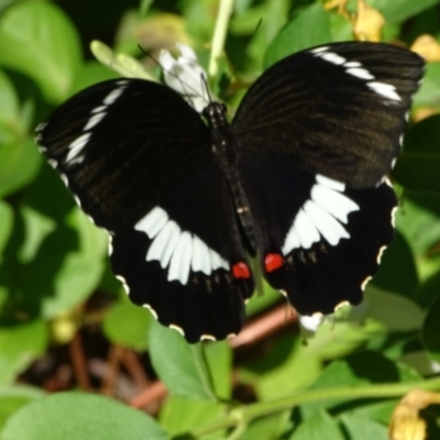Papilio aegeus (Orchard Swallowtail, Large Citrus Butterfly) at Isaacs Ridge and Nearby - 24 Jan 2019 by Mike