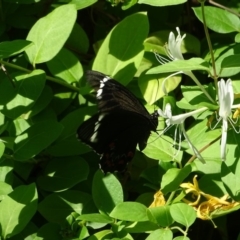 Papilio aegeus at Isaacs, ACT - 25 Jan 2019 10:29 AM