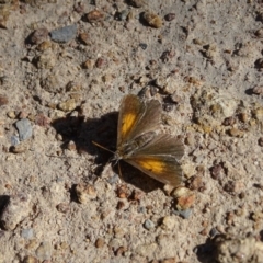 Lucia limbaria (Chequered Copper) at Isaacs Ridge and Nearby - 24 Jan 2019 by Mike