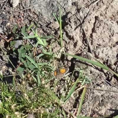 Lucia limbaria (Chequered Copper) at Isaacs Ridge and Nearby - 24 Jan 2019 by Mike