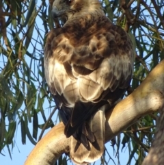 Hieraaetus morphnoides (Little Eagle) at Garran, ACT - 25 Jan 2019 by roymcd