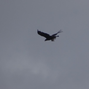 Aquila audax at Garran, ACT - 26 Jan 2019 07:33 PM