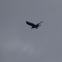 Aquila audax (Wedge-tailed Eagle) at Garran, ACT - 26 Jan 2019 by roymcd