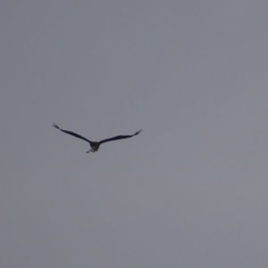 Aquila audax at Garran, ACT - 26 Jan 2019 07:33 PM