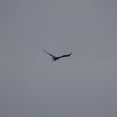 Aquila audax at Garran, ACT - 26 Jan 2019 07:33 PM