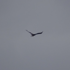 Aquila audax at Garran, ACT - 26 Jan 2019 07:33 PM