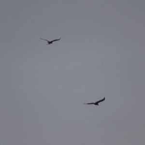 Aquila audax at Garran, ACT - 26 Jan 2019 07:33 PM