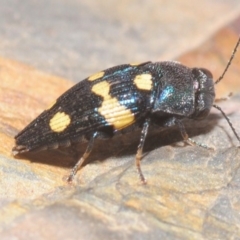 Astraeus (Astraeus) pygmaeus (A small Casuarina jewel beetle.) at Kiora, NSW - 23 Jan 2019 by Harrisi