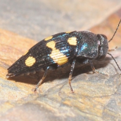 Astraeus (Astraeus) pygmaeus (A small Casuarina jewel beetle.) at Wandera State Forest - 23 Jan 2019 by Harrisi