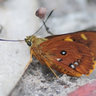 Trapezites symmomus (Splendid Ochre) at Monga National Park - 23 Jan 2019 by Harrisi