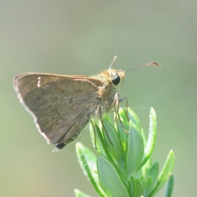 Timoconia peron (Dingy Grass-skipper) at Eurobodalla National Park - 23 Jan 2019 by Harrisi