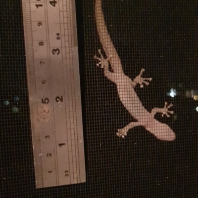 Christinus marmoratus (Southern Marbled Gecko) at Lyons, ACT - 27 Jan 2019 by John.Butcher