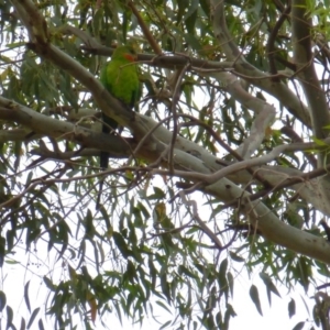 Polytelis swainsonii at Wanniassa, ACT - 27 Jan 2019