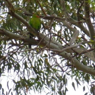 Polytelis swainsonii (Superb Parrot) at Wanniassa, ACT - 27 Jan 2019 by jks