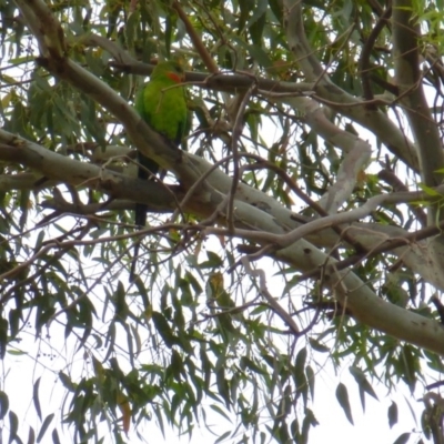 Polytelis swainsonii (Superb Parrot) at Wanniassa, ACT - 26 Jan 2019 by jksmits