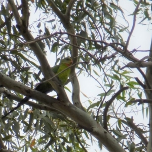 Polytelis swainsonii at Wanniassa, ACT - 27 Jan 2019