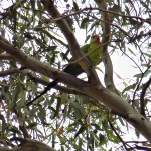 Polytelis swainsonii at Wanniassa, ACT - 27 Jan 2019