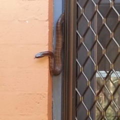 Notechis scutatus at Wamboin, NSW - 26 Jan 2019 08:41 AM