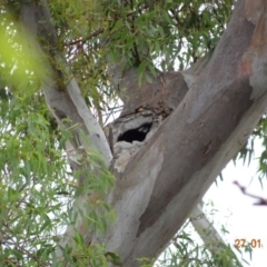 Callocephalon fimbriatum (Gang-gang Cockatoo) at GG102 - 26 Jan 2019 by TomT