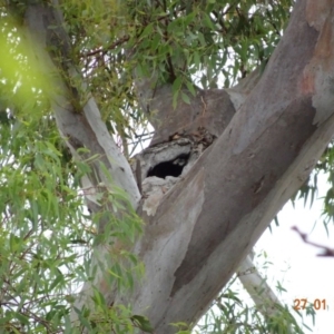 Callocephalon fimbriatum at Deakin, ACT - suppressed