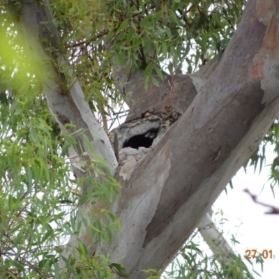 Callocephalon fimbriatum (Gang-gang Cockatoo) at GG38 - 26 Jan 2019 by TomT