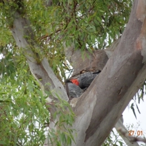 Callocephalon fimbriatum at Deakin, ACT - 27 Jan 2019