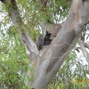 Callocephalon fimbriatum at Deakin, ACT - 27 Jan 2019