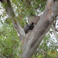 Callocephalon fimbriatum at Deakin, ACT - suppressed