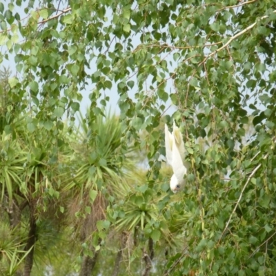 Cacatua sanguinea (Little Corella) at Wanniassa, ACT - 26 Jan 2019 by jksmits