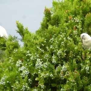 Cacatua sanguinea at Wanniassa, ACT - 27 Jan 2019