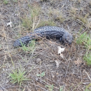 Tiliqua rugosa at Amaroo, ACT - 27 Jan 2019 09:59 AM