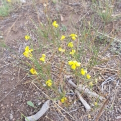 Goodenia paradoxa (Spur Goodenia) at Amaroo, ACT - 27 Jan 2019 by nathkay