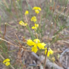 Goodenia paradoxa at Amaroo, ACT - 27 Jan 2019