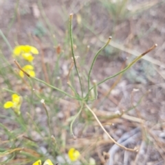 Goodenia paradoxa at Amaroo, ACT - 27 Jan 2019