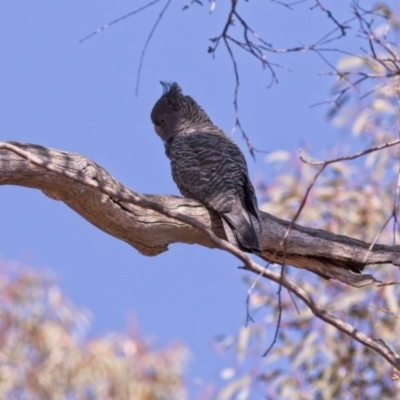 Callocephalon fimbriatum (Gang-gang Cockatoo) at Acton, ACT - 11 Nov 2018 by GlennMcMellon