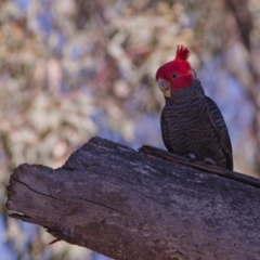 Callocephalon fimbriatum at Acton, ACT - 11 Nov 2018