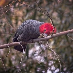 Callocephalon fimbriatum at Acton, ACT - 6 Oct 2018