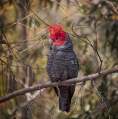 Callocephalon fimbriatum at Acton, ACT - 6 Oct 2018